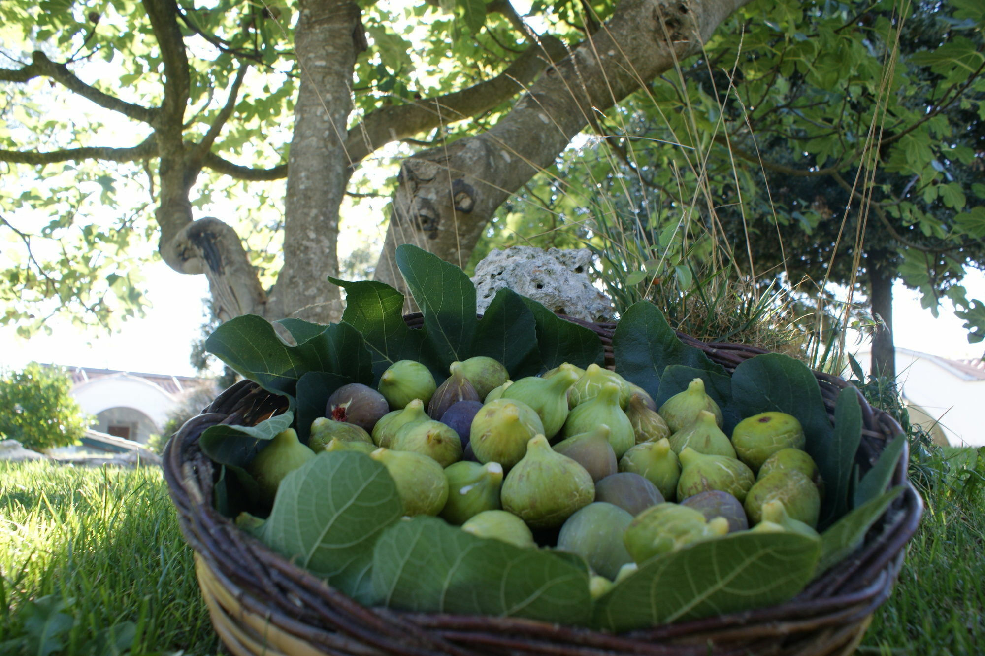 Masseria Chiancone Torricella Martina Franca Dış mekan fotoğraf